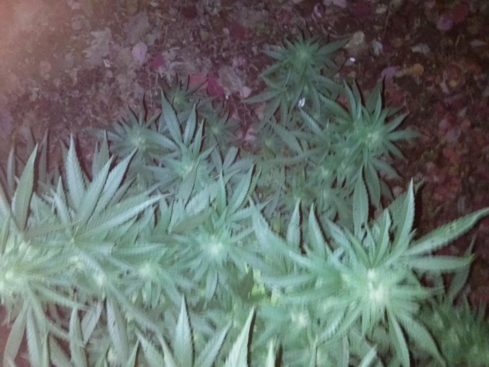post-34926-0-66674100-1491848495_thumb.jpg