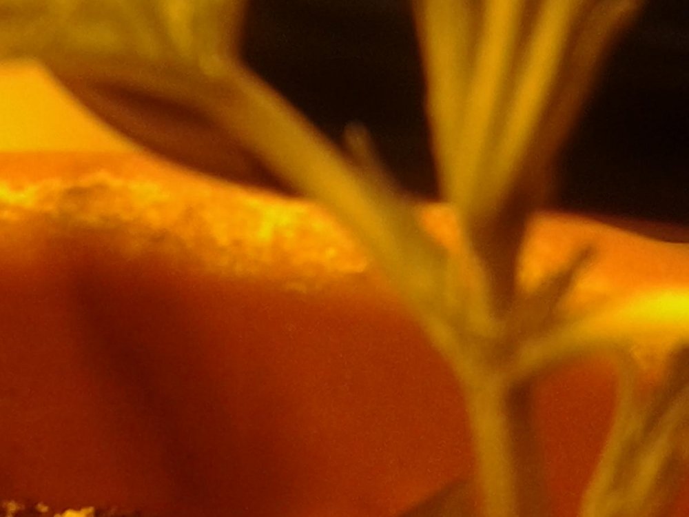 post-39832-0-89240700-1492756627_thumb.jpg