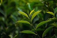 green6.jpg