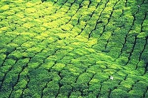 green9.jpg