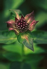 green30.jpg