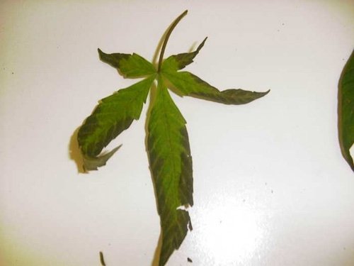 1134Phosphorus_deficiency1.jpg