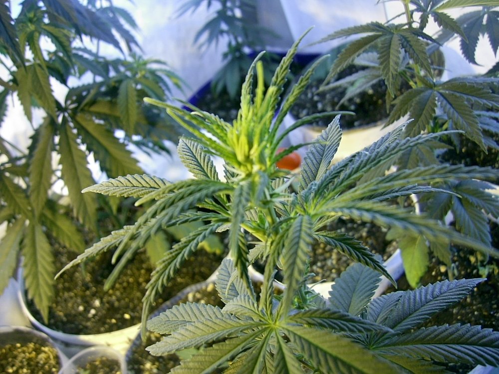 post-689-1241632876_thumb.jpg