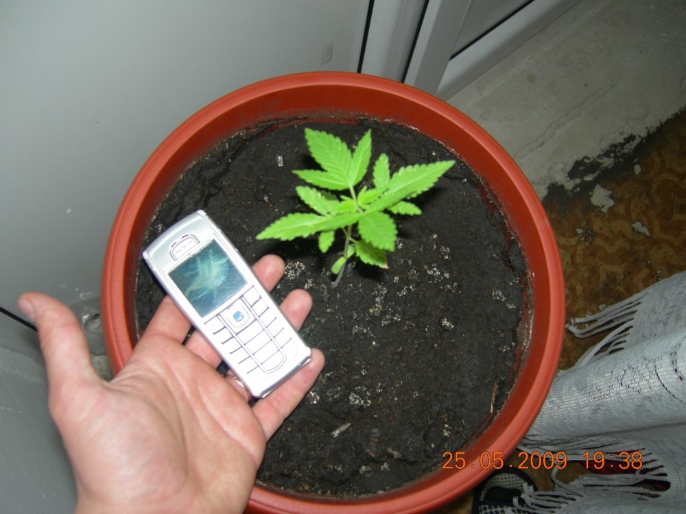post-720-1243268938_thumb.jpg