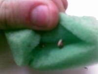 post-1917-1304759715,4682_thumb.jpg