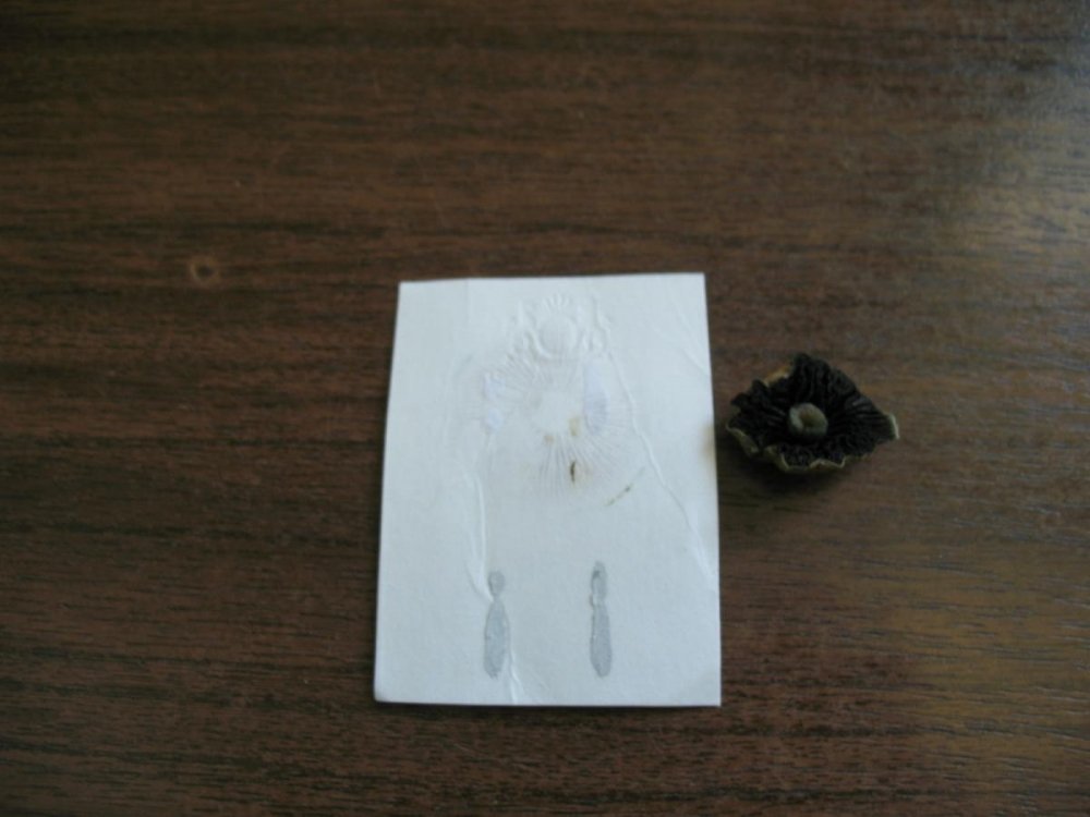 post-10448-0-74708700-1336474741_thumb.jpg