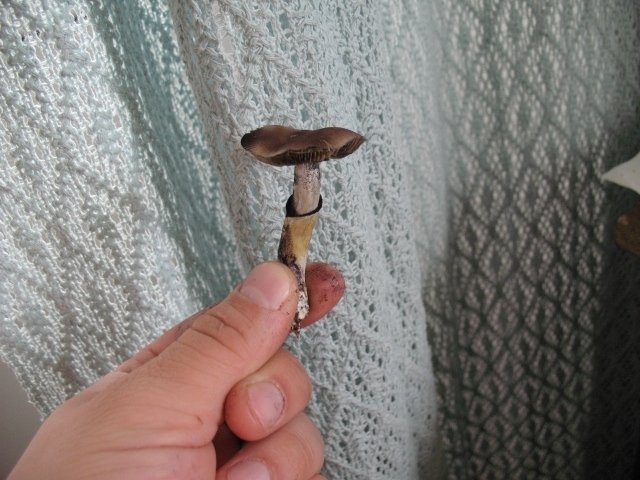 post-10448-0-91765200-1337159501_thumb.jpg