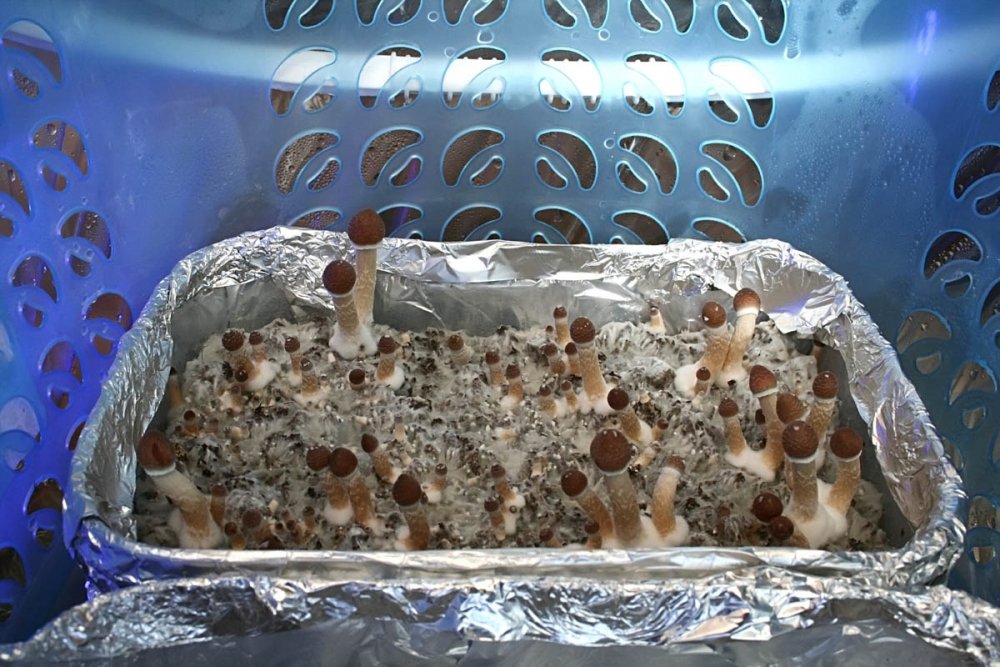 post-11175-0-88344400-1338281102_thumb.jpg