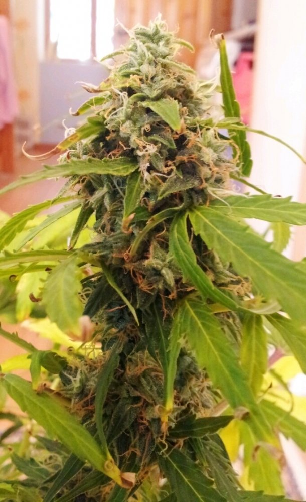 post-11289-0-88559600-1337593641_thumb.jpg