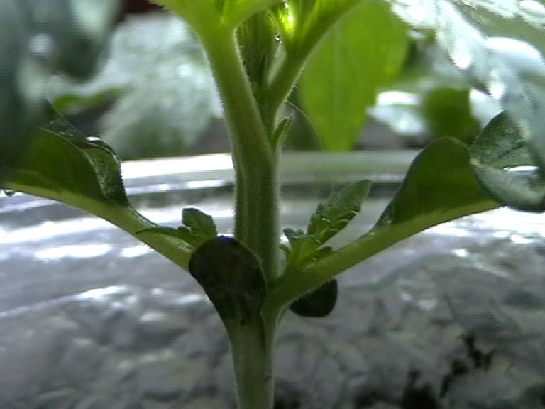 post-11688-0-13593600-1337101897_thumb.jpg