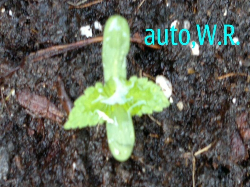 post-2568-0-02452400-1338271459_thumb.jpg