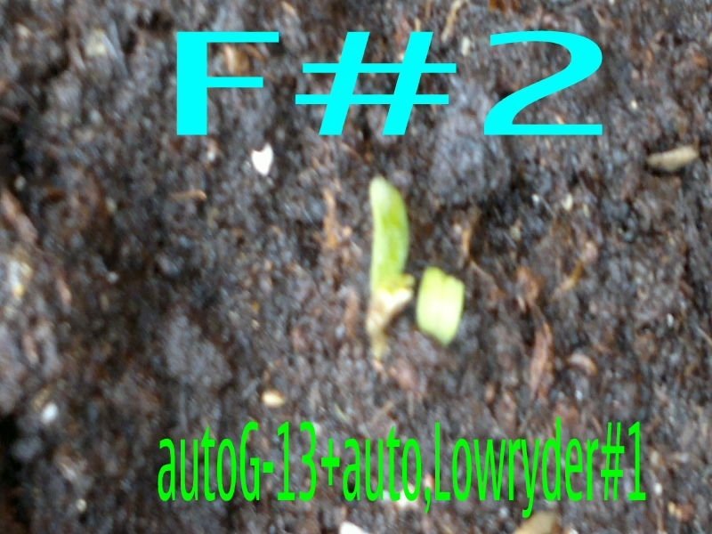 post-2568-0-89983500-1337564685_thumb.jpg