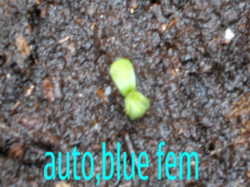post-2568-0-92559000-1337564507_thumb.jpg