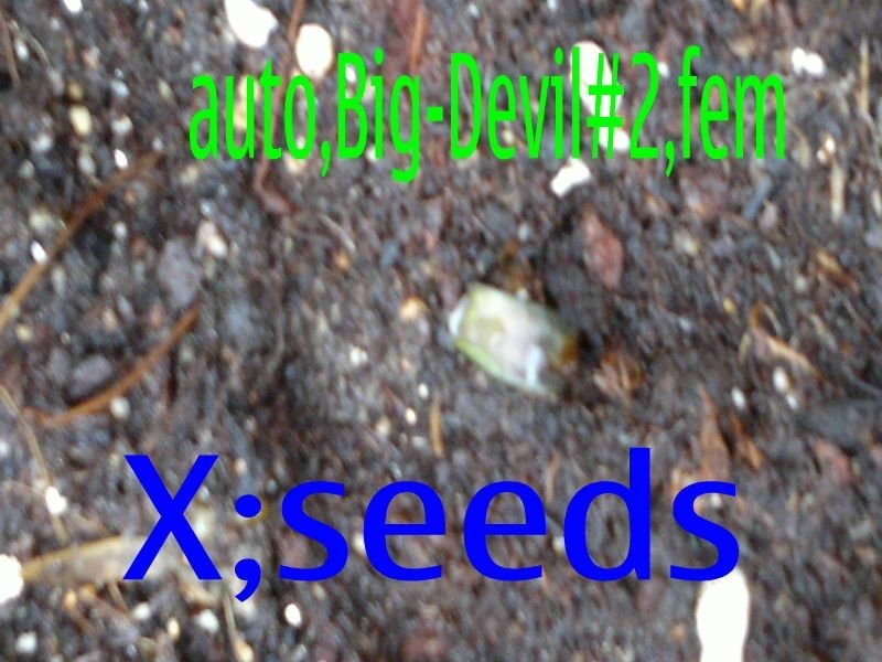 post-2568-0-92872000-1337564992_thumb.jpg