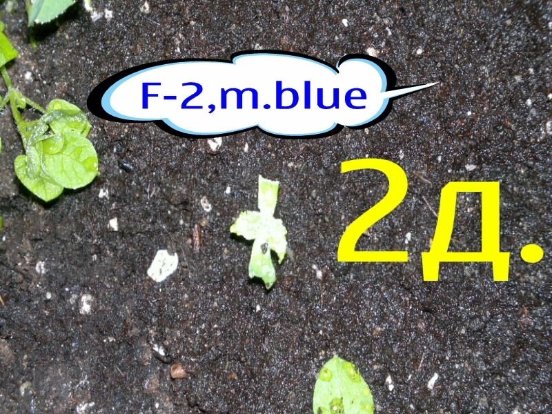 post-2568-0-96842000-1338264269_thumb.jpg