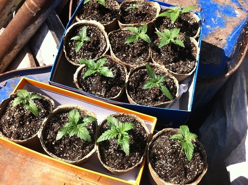 post-4878-0-87145900-1336624378_thumb.jpg