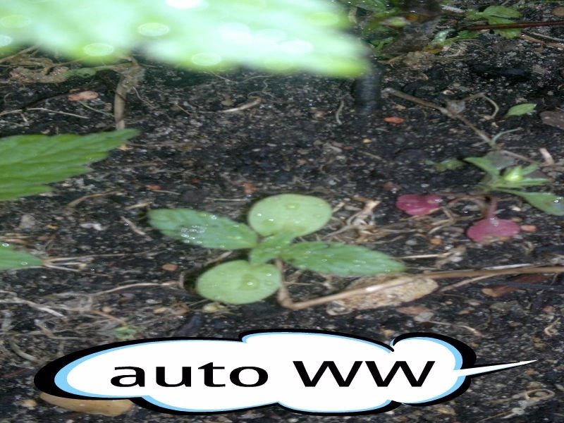post-2568-0-89957500-1369255148_thumb.jpg