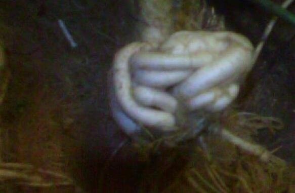 post-2942-0-78533800-1367511576_thumb.jpg