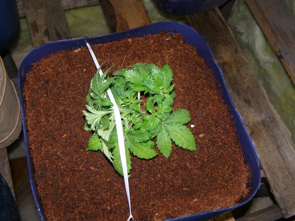 post-64-0-54224600-1369832859_thumb.jpg