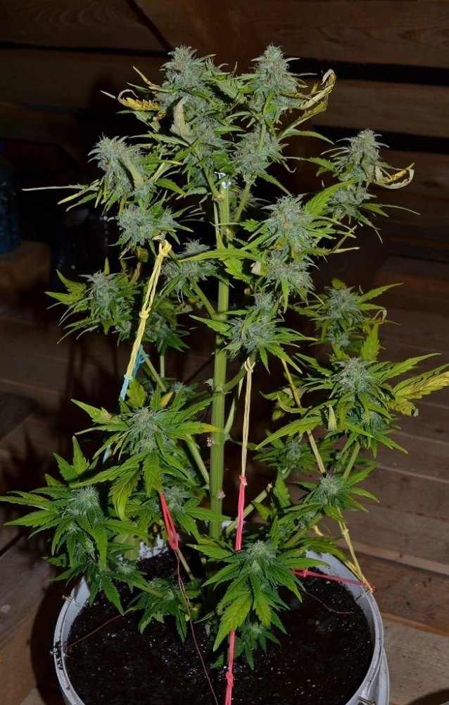 post-19913-0-57742200-1399213091_thumb.jpg