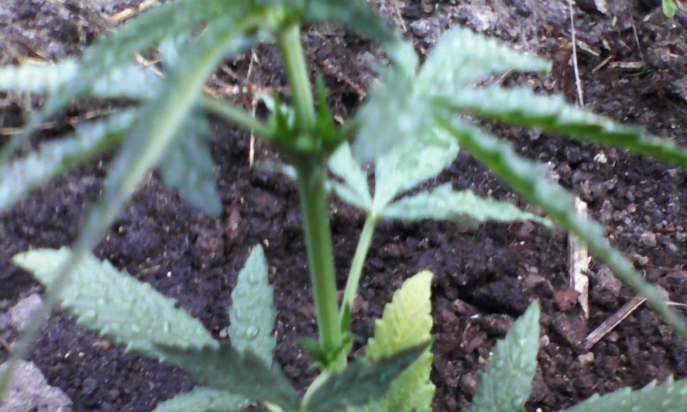 post-20406-0-04120200-1399054894_thumb.jpg