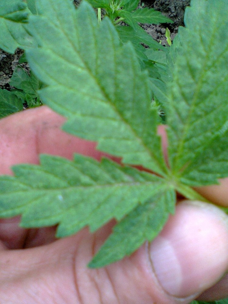 post-21399-0-07570100-1399992315_thumb.jpg