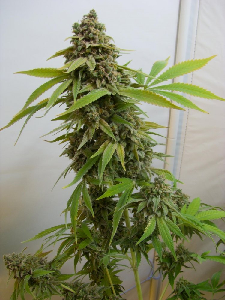 post-17704-0-64223400-1430770795_thumb.jpg