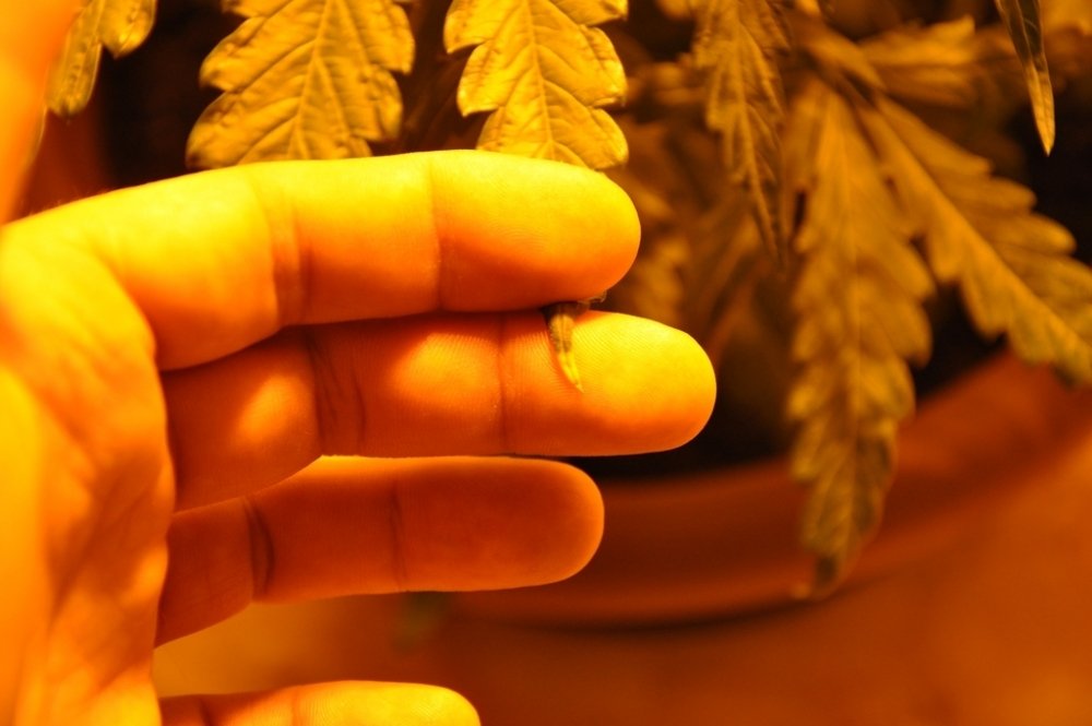 post-23437-0-16929000-1430855961_thumb.jpg