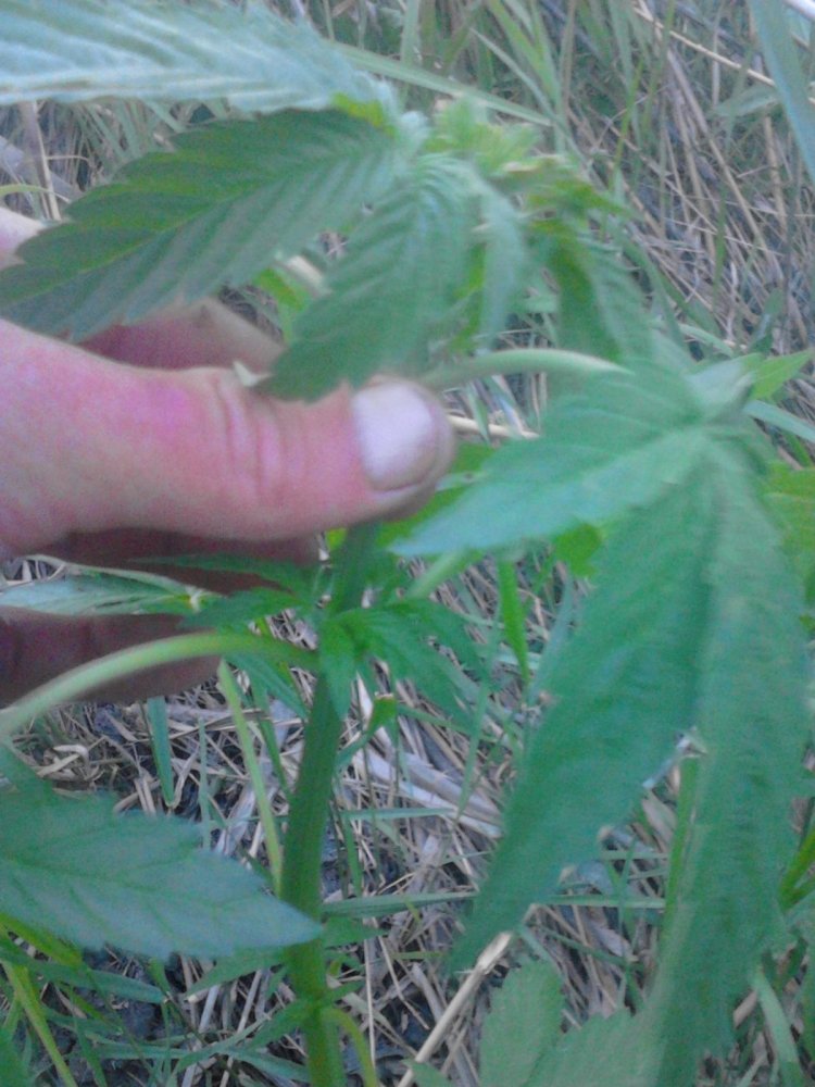 post-26883-0-28867600-1432401786_thumb.jpg