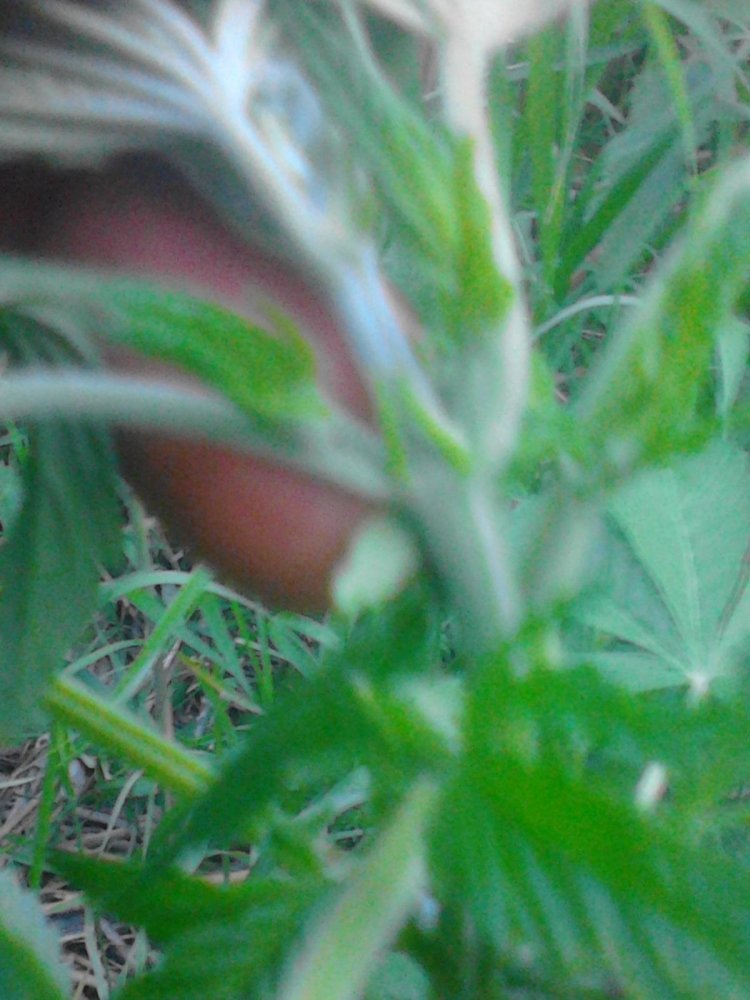 post-26883-0-69626100-1432755586_thumb.jpg