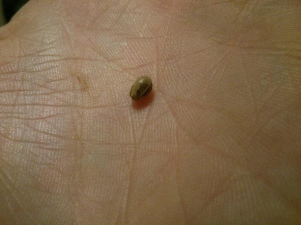post-27321-0-05575200-1431845544_thumb.jpg