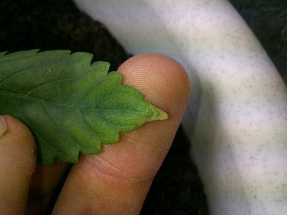post-27321-0-31103800-1433075550_thumb.jpg