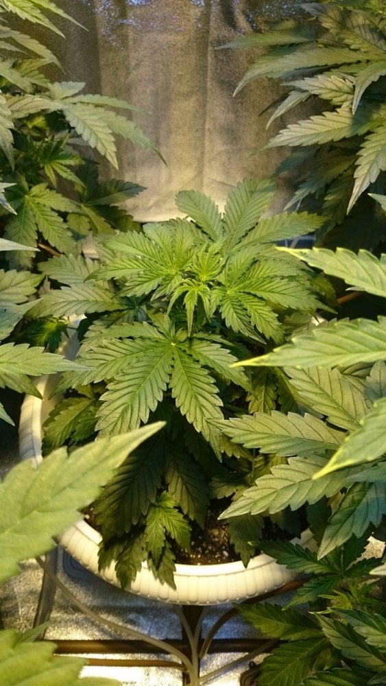 post-23492-0-72593800-1463896123_thumb.jpg
