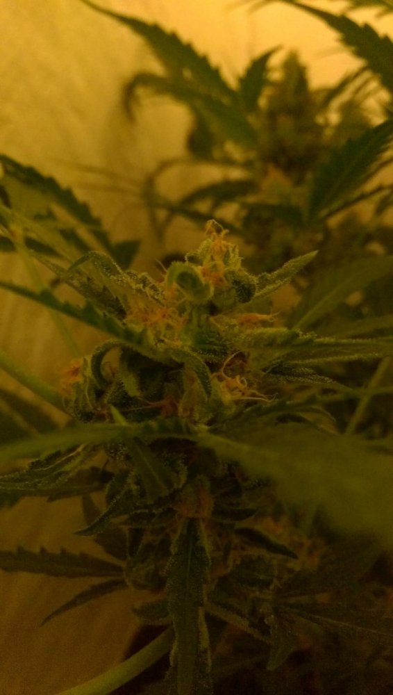 post-34819-0-46891400-1464500719_thumb.jpg