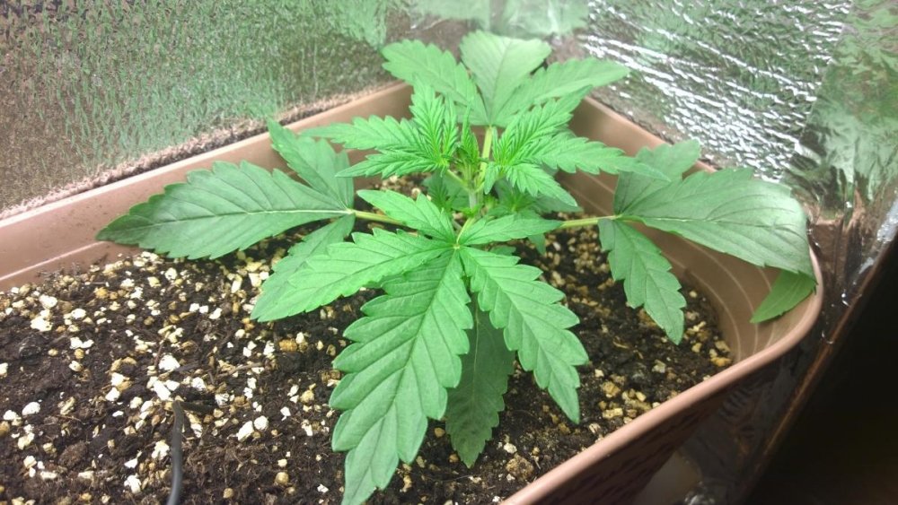 post-35480-0-48676900-1462956608_thumb.jpg