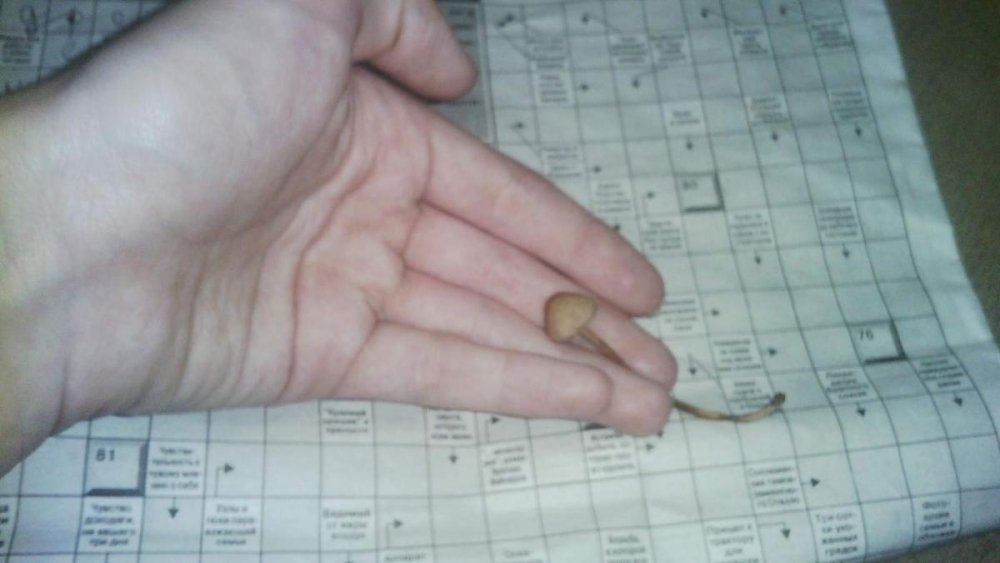 post-35882-0-70277700-1463929000_thumb.jpg
