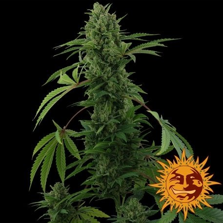 pineapple-express-auto.jpg