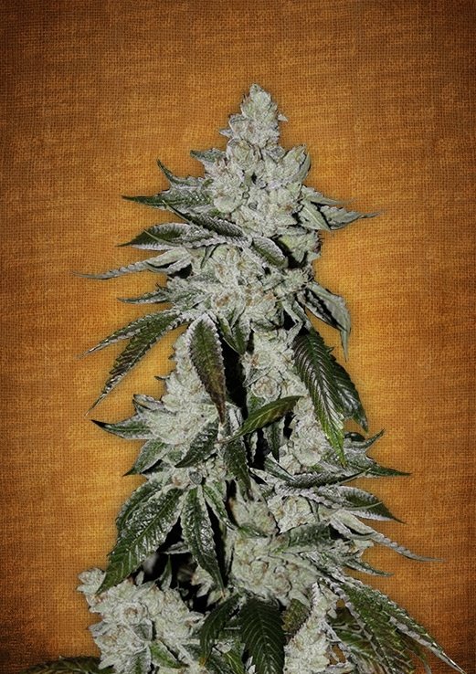 girl scout cookies fastbuds.jpg