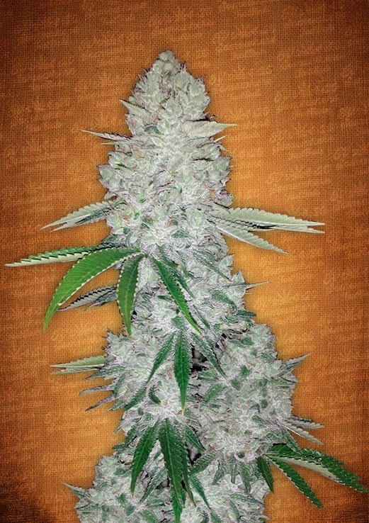 gorilla glue fastbuds.jpg