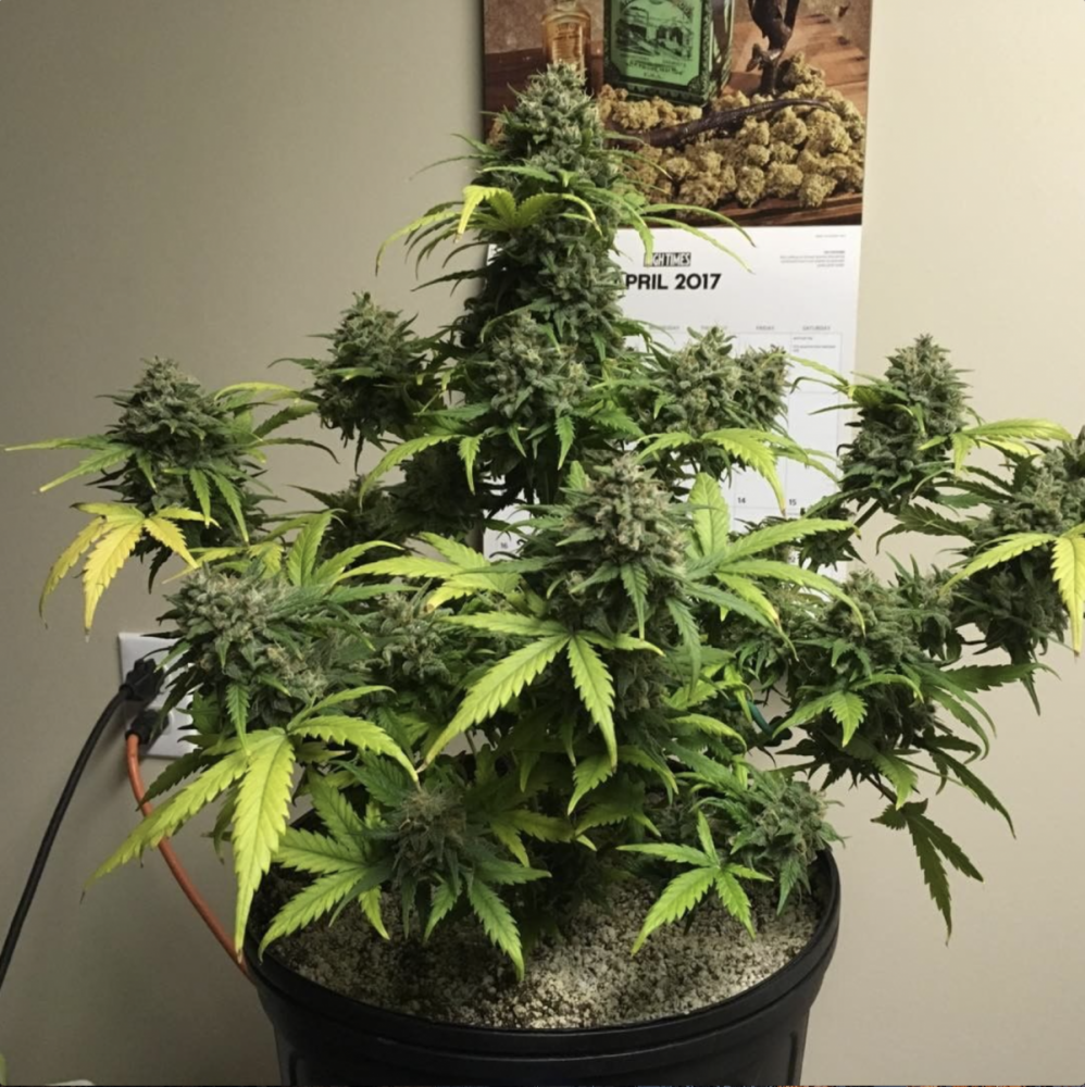 gorilla glue fastbuds6.png