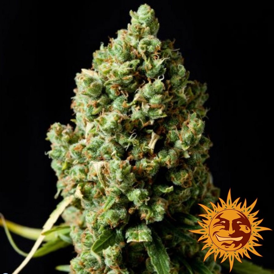 pineapple-express-auto4.jpg