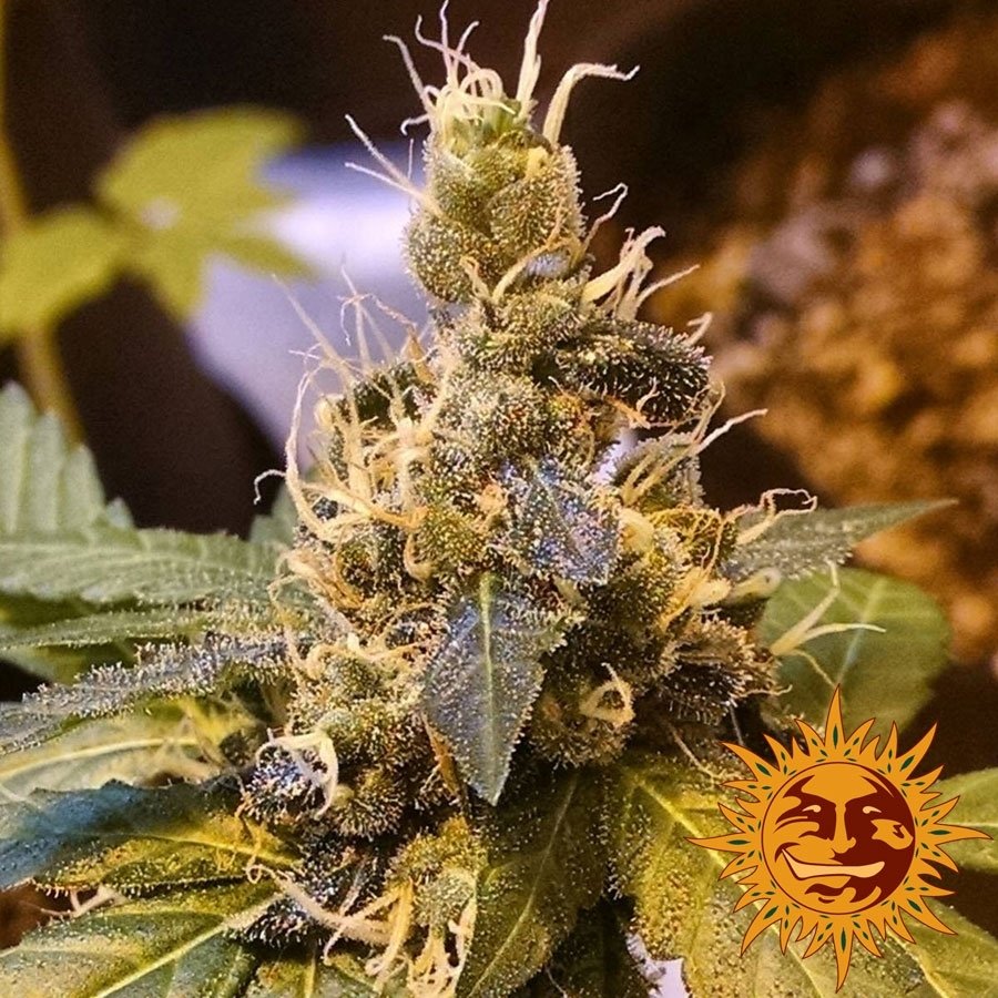 pineapple-express-auto3.jpg