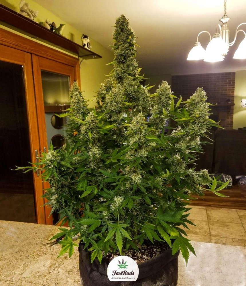gorilla glue fastbuds5.jpg
