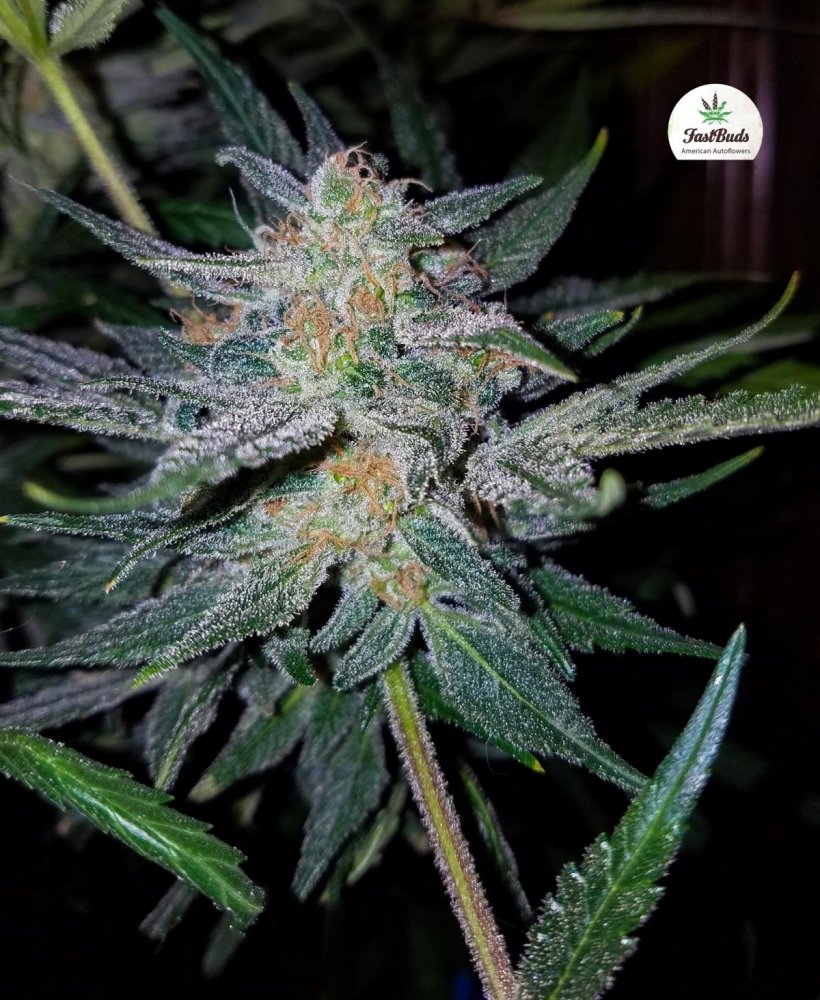 girl scout cookies fastbuds6.jpg