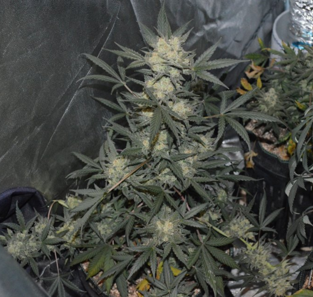 girl scout cookies fastbuds4.png