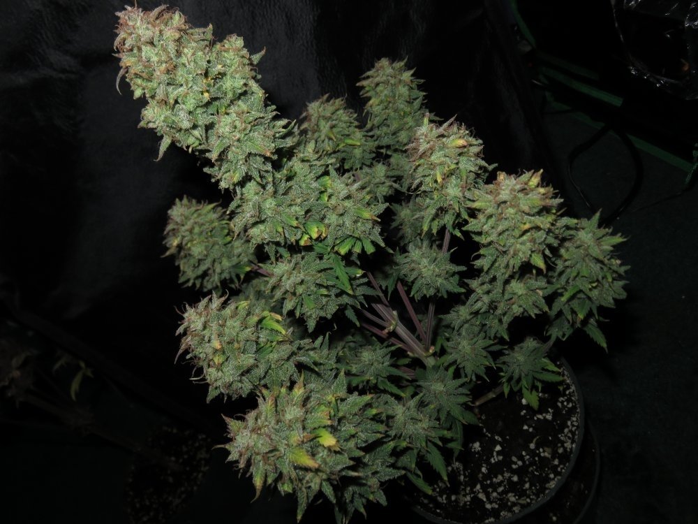 girl scout cookies fastbuds5.jpg