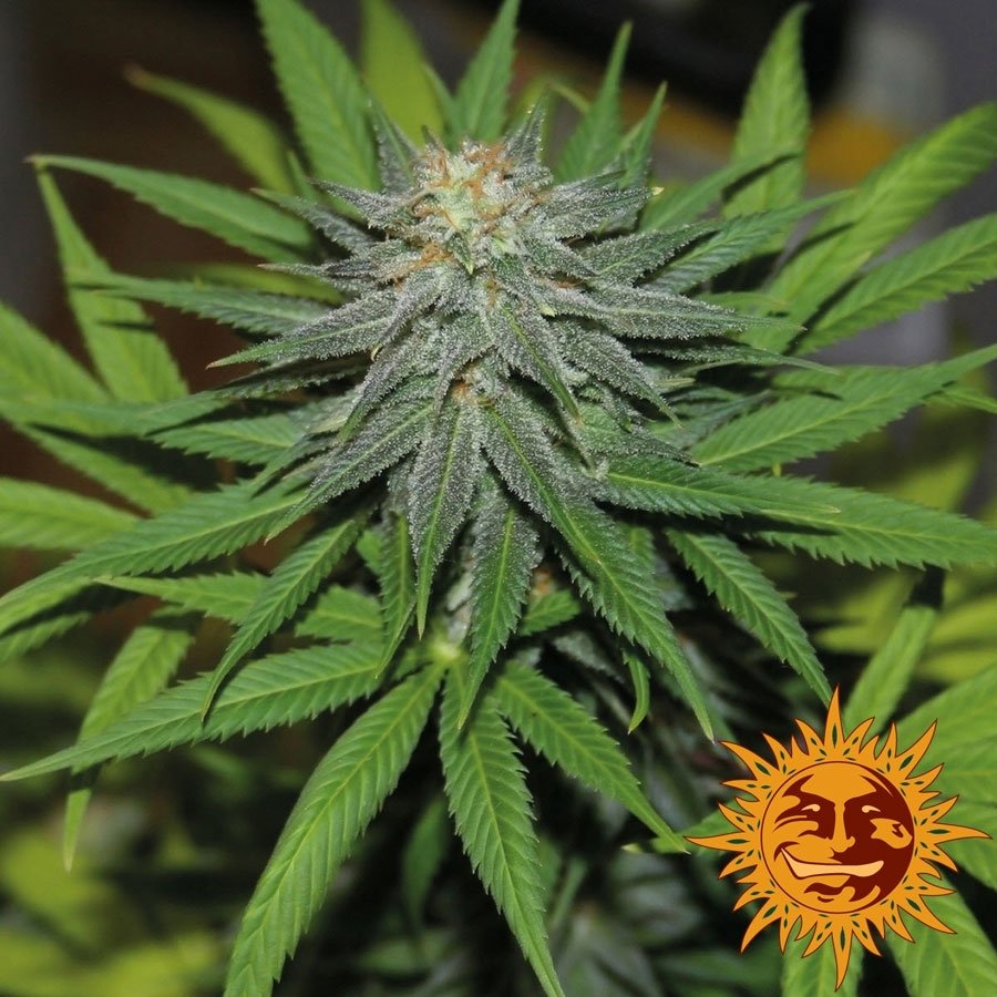 pineapple-express-auto2.jpg