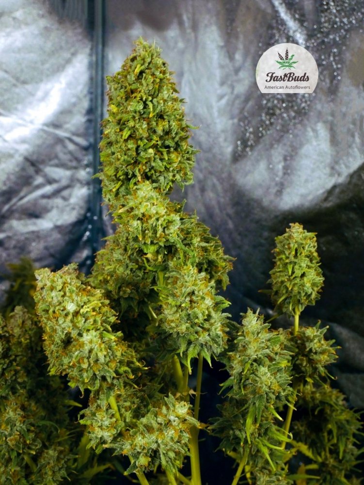 gorilla glue fastbuds4.jpg
