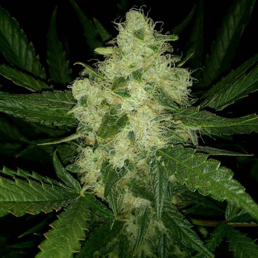 gorilla glue fastbuds3.jpg