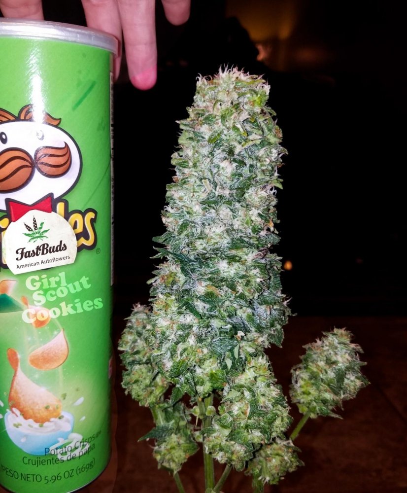 girl scout cookies fastbuds3.jpg